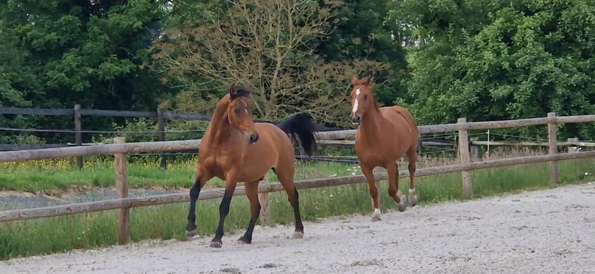Relais Equestre Du Miloir - Chambres D'Hotes Saint-Desir Экстерьер фото
